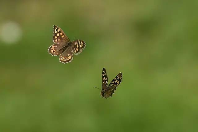 Foto: Copyright Andreas Schäfer