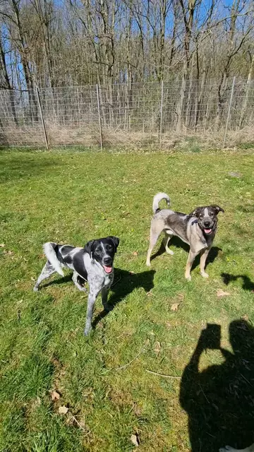Emil und Elvis | Foto: Sabine Pollok