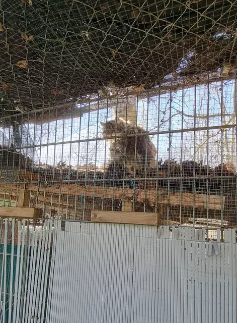 Mila | Foto: Sabine Pollok