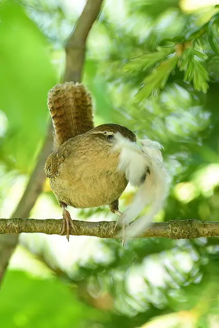 Zaunkönig | Foto: Copyright Andreas Schäfer
