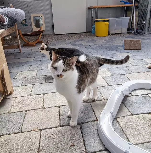 Loki | Foto: Sabine Pollok