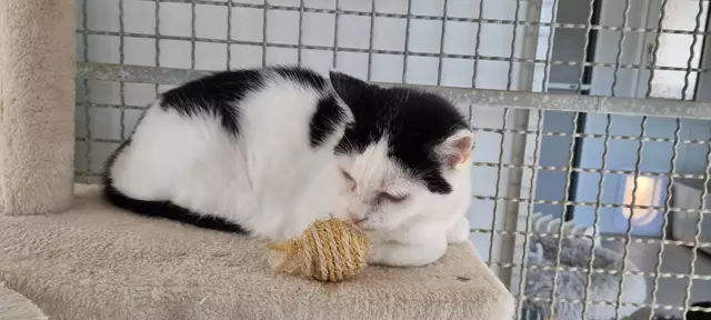 Sissi | Foto: Sabine Pollok