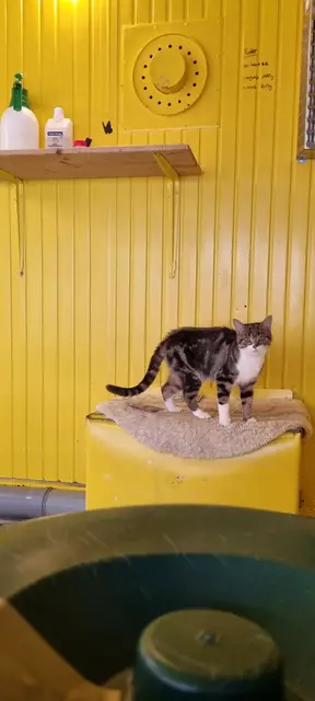 Xena | Foto: Sabine Pollok