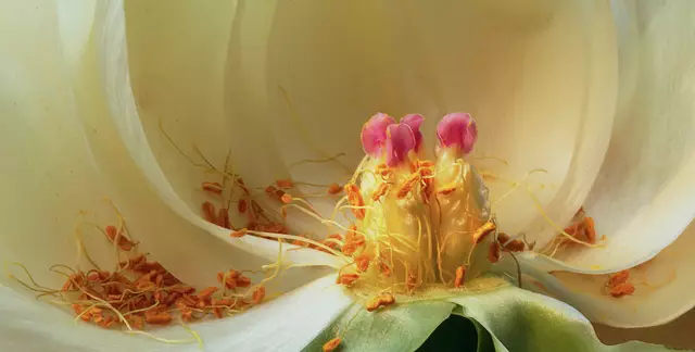 Eine allgemeine Definition dafür, was eine 'Bauernrose' eigentlich ist, gibt es zwar nicht, aber klar ist es, dass es sich dabei um eine Blume mit rosenartigen Blüten handelt, die überwiegend in Bauerngärten zu finden ist.