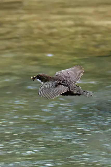 Foto: Copyright Andreas Schäfer