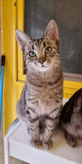 Suki | Foto: Sabine Pollok