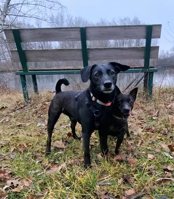 Blacky und Schneewittchen | Foto: Sabine Pollok