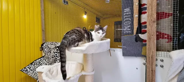 Giselle | Foto: Sabine Pollok