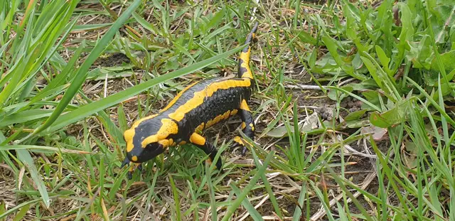 Der Feuersalamander