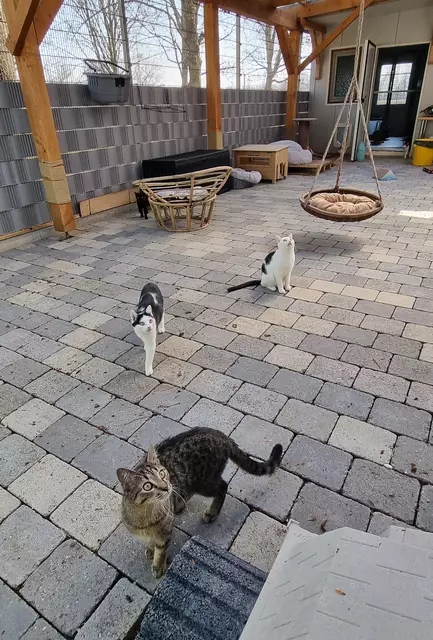 Schröder, Schnösel und Snow | Foto: Sabine Pollok