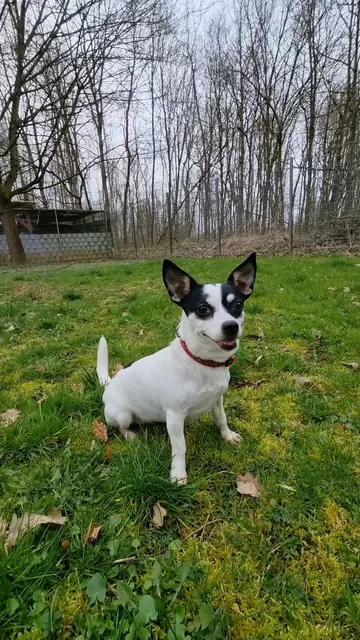 Bonny | Foto: Sabine Pollok