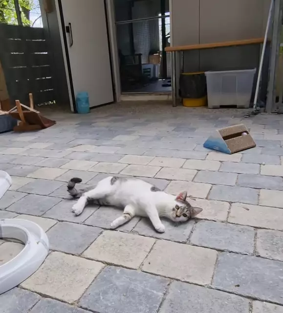 Silas | Foto: Sabine Pollok