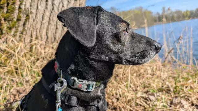 Blacky | Foto: Tierheim Höchstädt