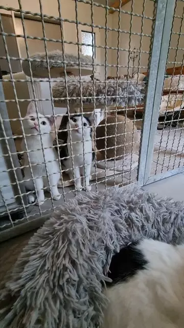 Snow und Schnösel | Foto: Sabine Pollok