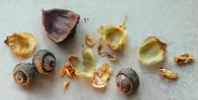 Stillleben mit welker Marone, Eicheln und Kamelienblüten-Laub