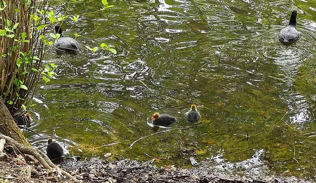 Die ersten Küken sind da. | Foto: Shima Mahi