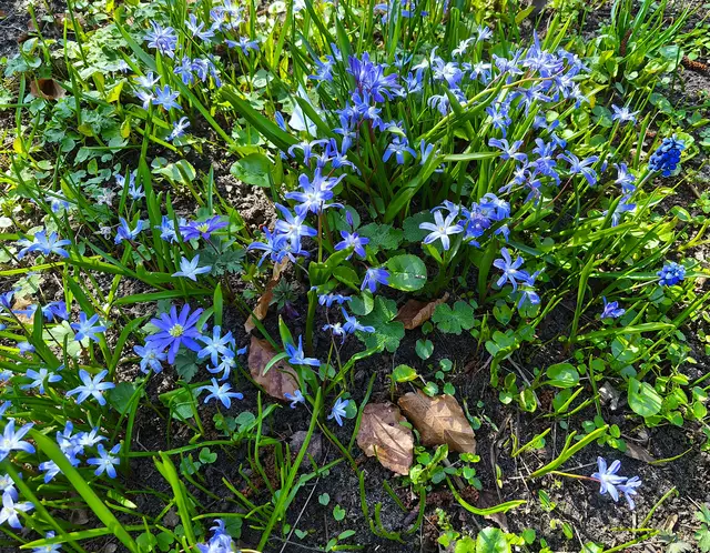 Blausternchen | Foto: Shima Mahi