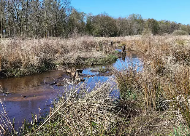 An der renaturierten Wietze | Foto: Shima Mahi