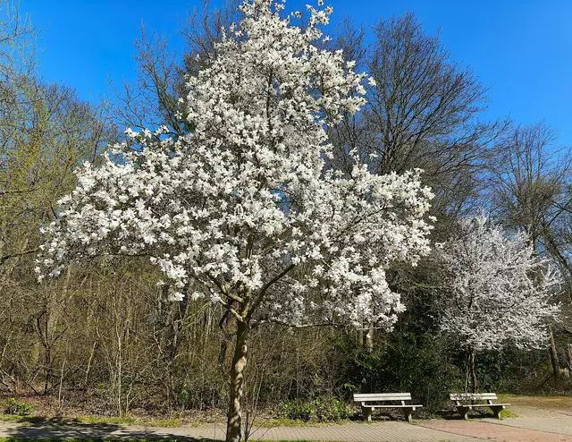 Magnolie im Stadtpark | Foto: Shima Mahi