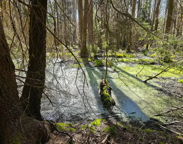 Dank des nassen Winters sind die Moore in unserer Umgebung noch gut mit Wasser gefüllt. | Foto: Shima Mahi