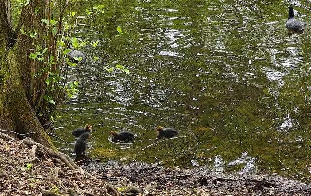 Sie halten sich noch am Uferrand auf. | Foto: Shima Mahi