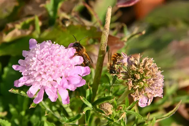 Garten im Jahreslauf - April (Foto: Katja Woidtke)

Ackerwitwenblume mit Mauerbienen | Foto: Katja Woidtke