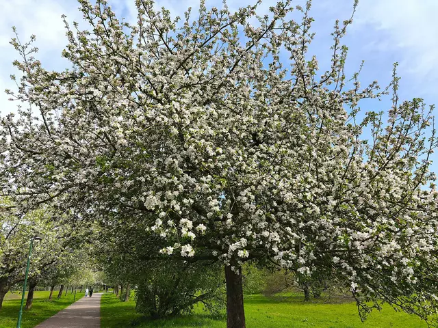 Obstbaumallee im Stadtpark | Foto: Shima Mahi