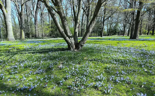 Scilla- und Blausternchenteppiche | Foto: Shima Mahi