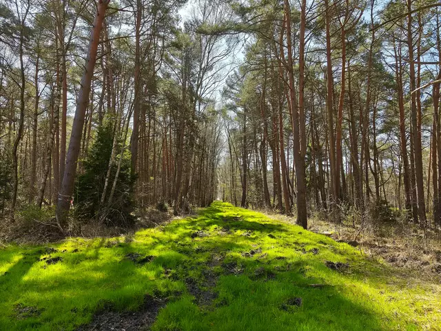 Einfach nur ein Waldweg | Foto: Shima Mahi
