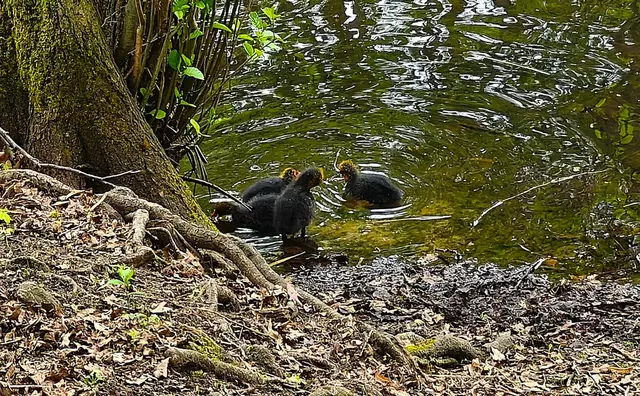 Einfach süß! | Foto: Shima Mahi