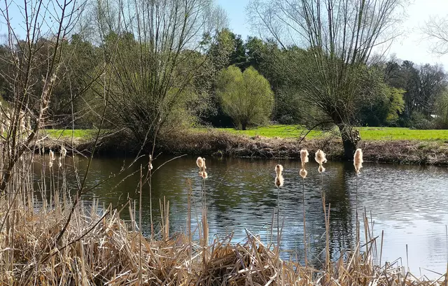 Im Hintergrund ist schon das erste zarte Grün zu sehen. | Foto: Shima Mahi