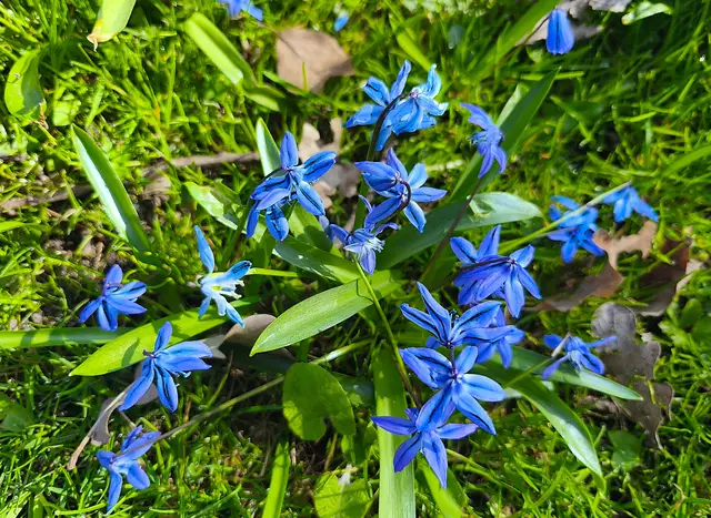 Scilla | Foto: Shima Mahi