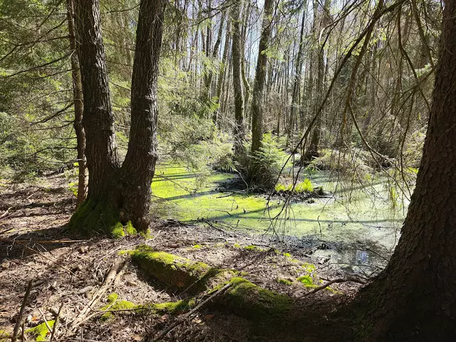 Im Moor | Foto: Shima Mahi