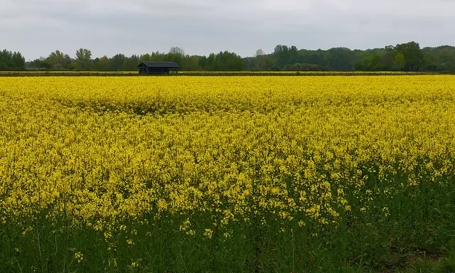 Jedes Jahr ist die gelbe Farbenpracht eine große Freude. | Foto: Shima Mahi