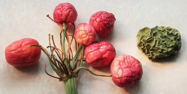 'Clivia robusta', auch 'Riemenblatt' genannt und Feigen-Mumie ...