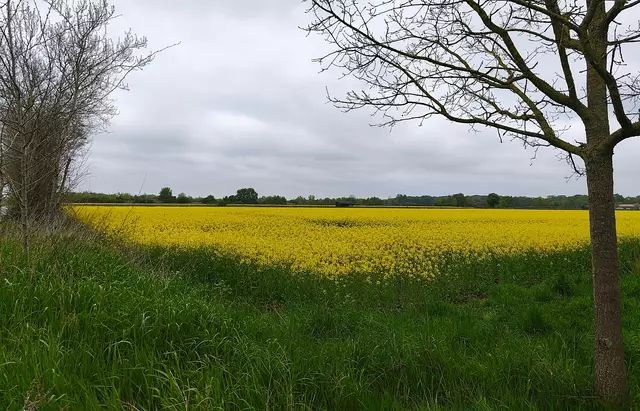 Ende April stand zwischen Wietze und Hufeisensee der Raps in voller Blüte. | Foto: Shima Mahi