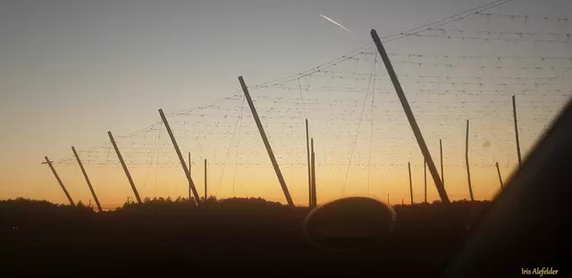 Hier wird Hopfen angebaut. | Foto: Iris Alefelder