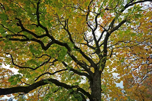 „Bäume sind Gedichte, die die Erde in den Himmel schreibt. Wir fällen sie nieder und verwandeln sie in Papier, um unsere Leere zu dokumentieren.“ 
(Khalil Gibran)  | Foto: Günter Presnitz