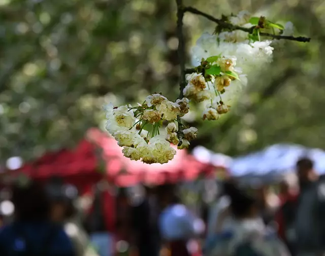 Hannover feierte zum 24. Male das Kirschblütenfest