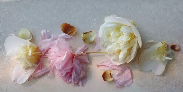 Jap. Nelkenkirschblüte 'Prunus serrulata Kanzan' mit weißer Kamelie