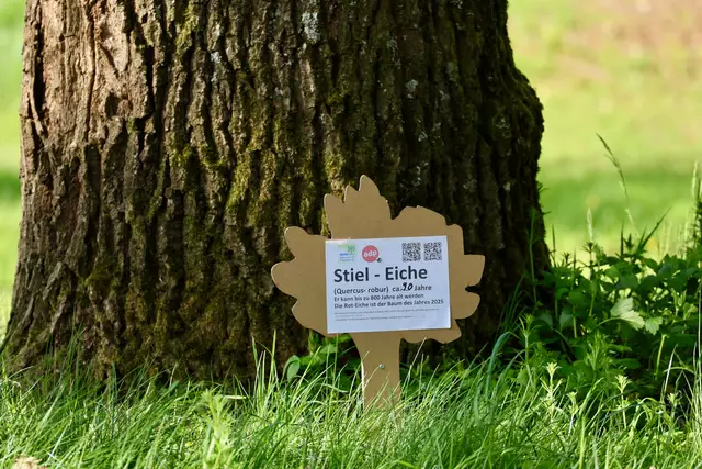 Dieser Baum ist mit seinen ca. 90 Jahren noch in seiner "Jugendzeit". Ob er noch älter werden darf, liegt an uns... | Foto: Dr. Dietmar Kuhlmann, Neusäß