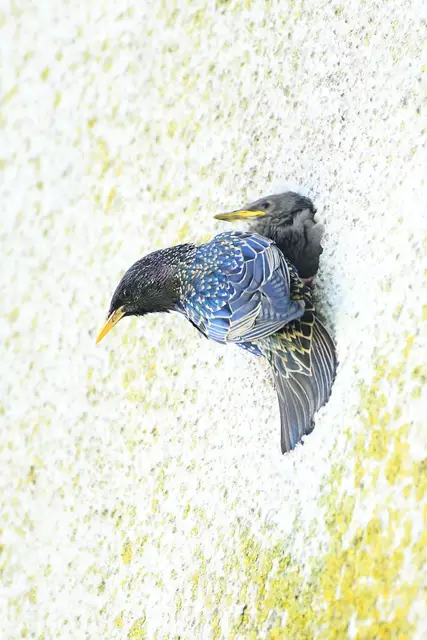 Foto: Copyright Andreas Schäfer