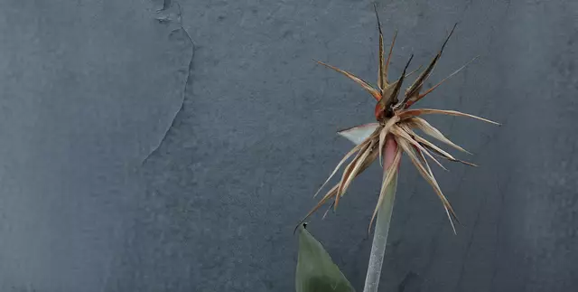 Die 'Strelitzie' (Strelitzia reginae), die für ihre einzigartige Schönheit und Eleganz bekannt ist, verdankt ihren Namen der Frau des englischen Königs George III., Königin Charlotte von Mecklenburg-Strelitz.