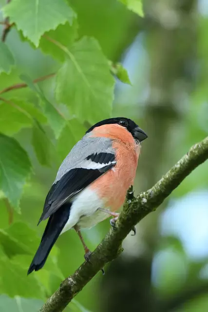 Foto: Copyright Andreas Schäfer