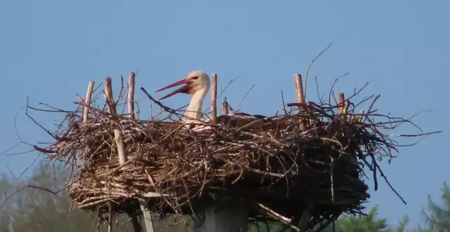 Ausschnitt aus dem Original-Foto. | Foto: M. A.