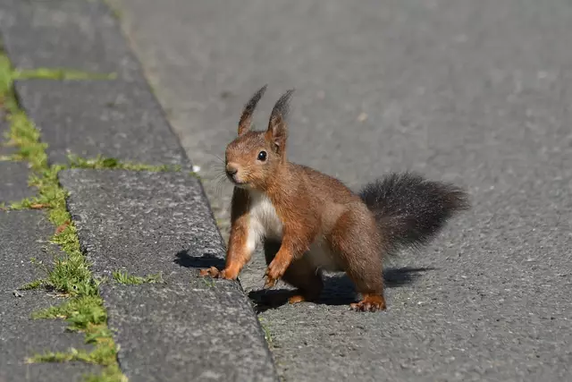 Foto: Copyright Andreas Schäfer