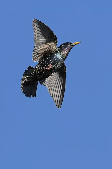 Foto: Copyright Andreas Schäfer