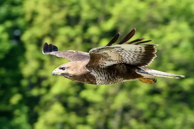 Foto: Copyright Andreas Schäfer