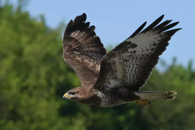 Foto: Copyright Andreas Schäfer