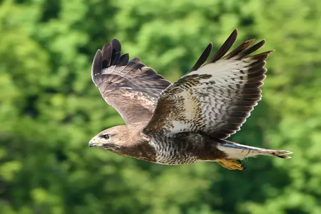 Foto: Copyright Andreas Schäfer